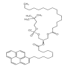 1-Palmitoyl-2-pyrenedecanoylphosphatidylcholine(2.5mg/vial) of picture